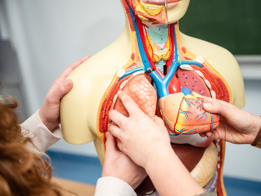 Anatomie Unterricht